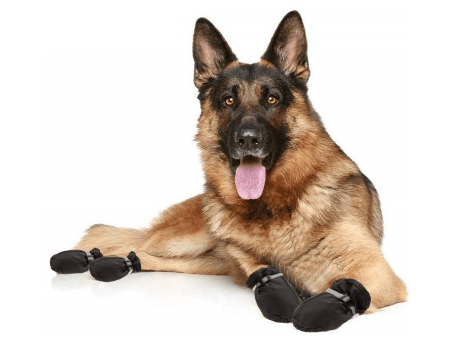 Botas para Perros