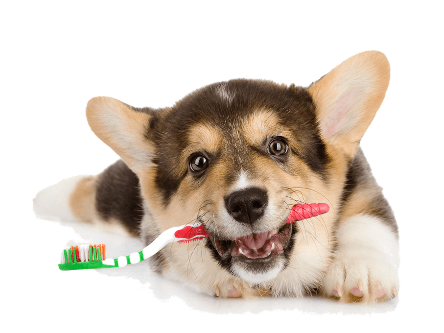 Productos para limpiar los dientes del Perro